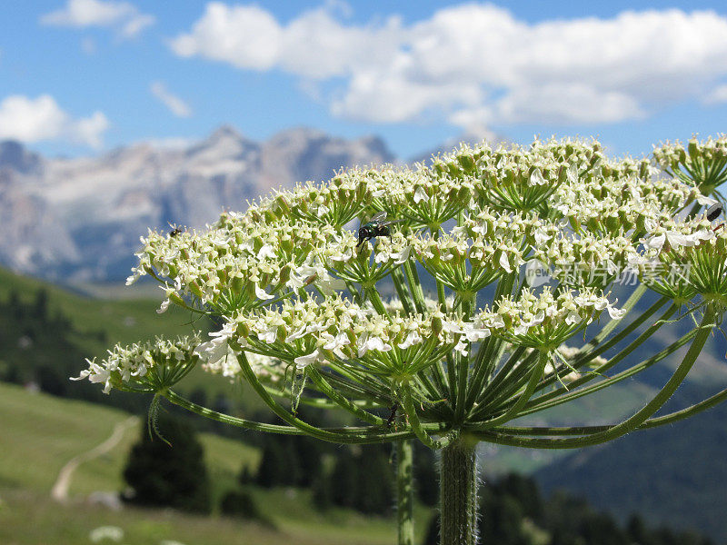 绿瓶蝇或绿瓶蝇(绿藻属)以大猪草(Heracleum sphondylium)的花蜜为食。瓦尔加迪纳，南蒂罗尔，波尔扎诺，意大利